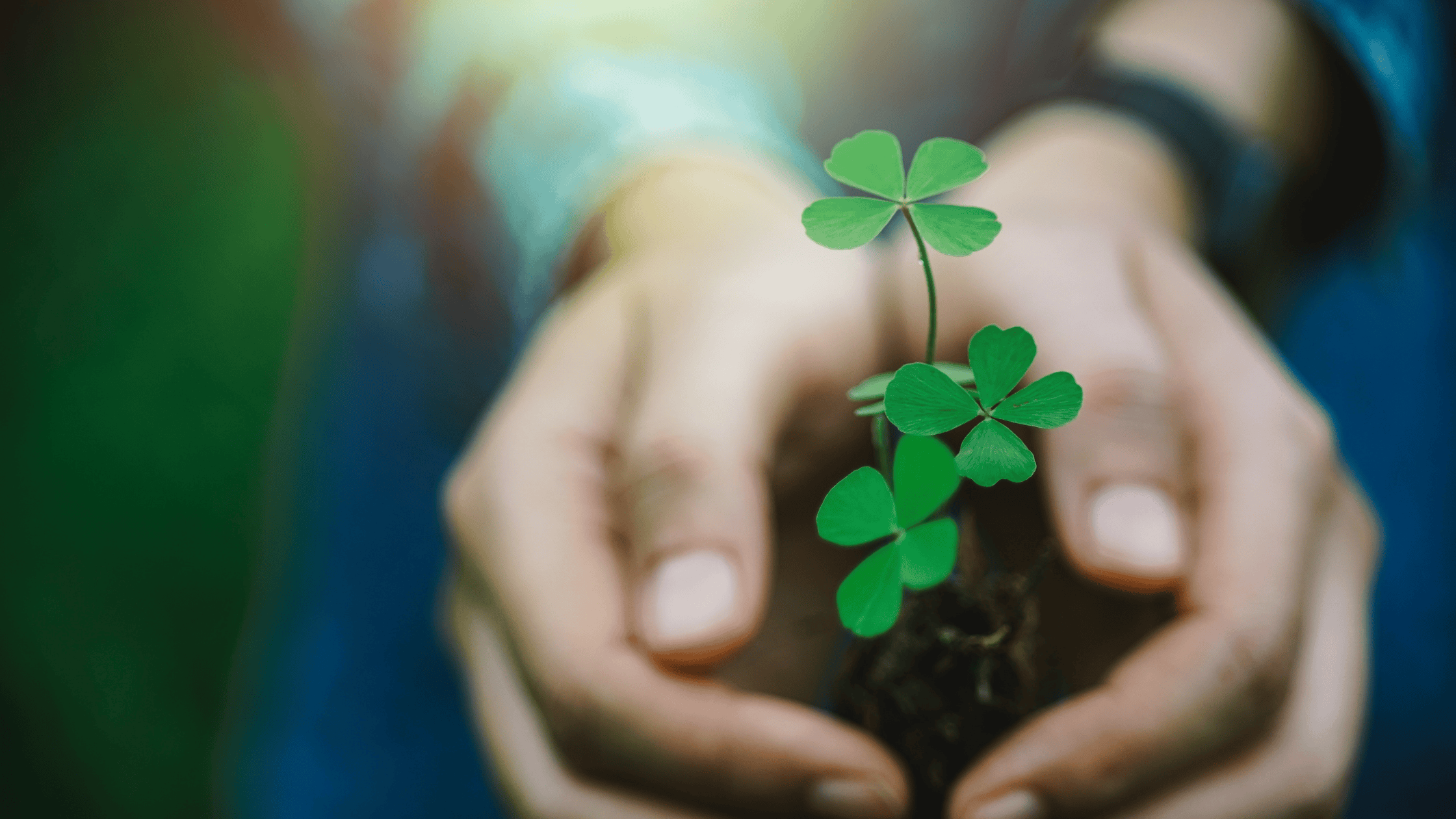hands cupped around four-leaf clover plant
