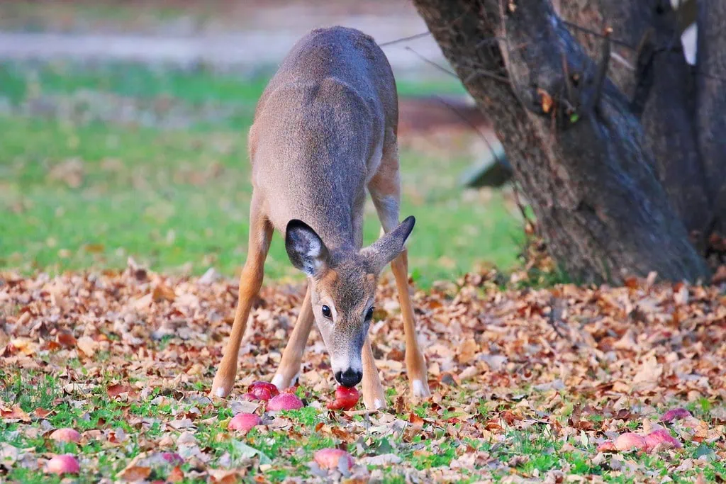 deer eating apples